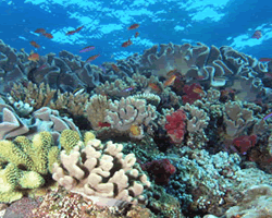 Climate Change impacts coral reef health